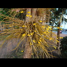 Orchideen, die an den Bäumen des Tempels wachsen